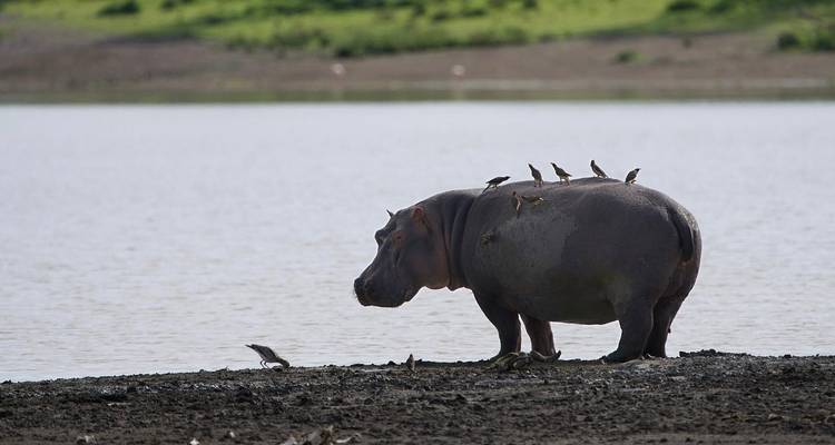 10-Day Mid Luxury Beach Holiday & Safari in Tanzania - Professional Safari Africa 2