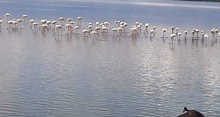 Safari de 3 jours à Amboseli au départ de Diani Mombasa - 30 % de réduction - Smile view Kenya tours and travel 4