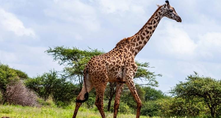Safari de 3 jours à Amboseli au départ de Diani Mombasa - 30 % de réduction - Smile view Kenya tours and travel 6