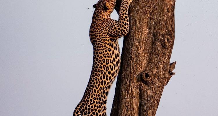 8 jours - les incontournables du Masai Mara et safari au Serengeti - Wonders of Creation Tours and Safaris 7