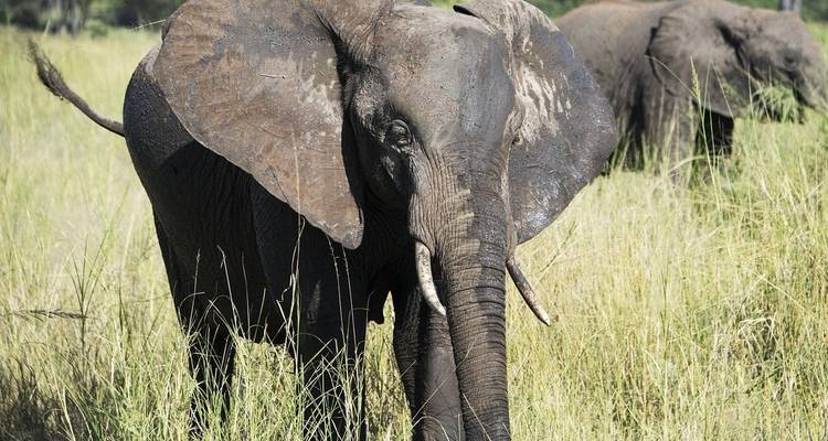 Close-up of elephants grazing in a savannah landscape.
