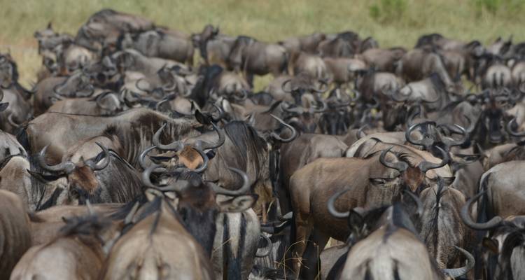 Safari de 3 jours en avion de Zanzibar au Serengeti - Professional Safari Africa 2