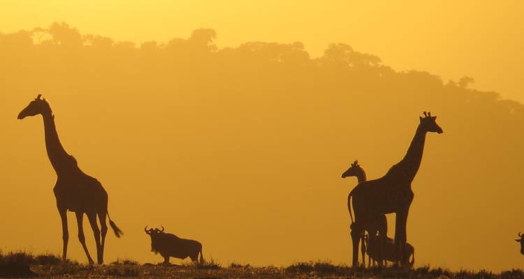 Safari de 3 jours en avion de Zanzibar au Serengeti - Professional Safari Africa 4