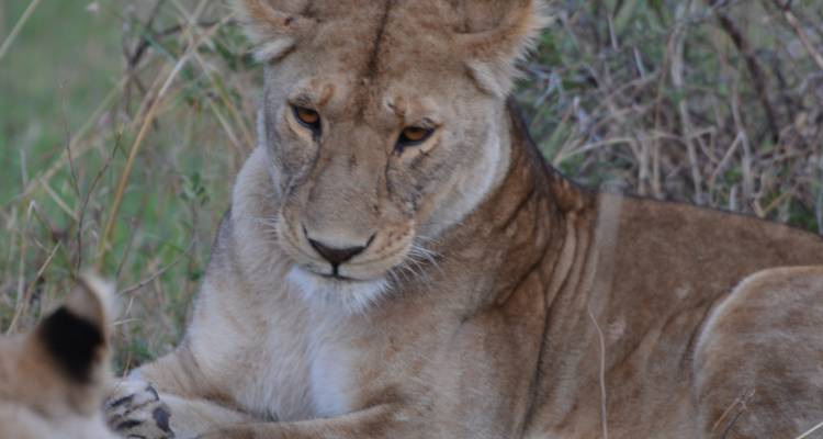 Safari de 3 jours en avion de Zanzibar au Serengeti - Professional Safari Africa 6