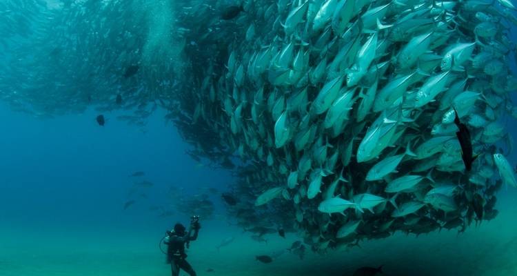 Duiker fotografeert een grote school vissen onder water.