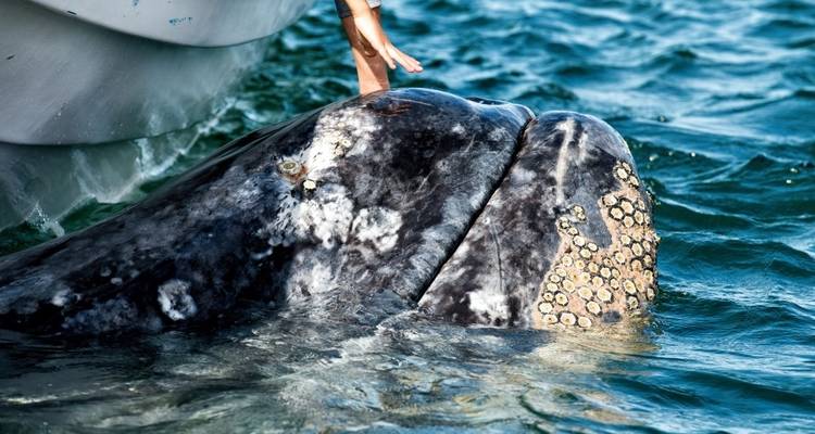 Nabije ontmoeting met een grijze walvis en een persoon die hem aait.
