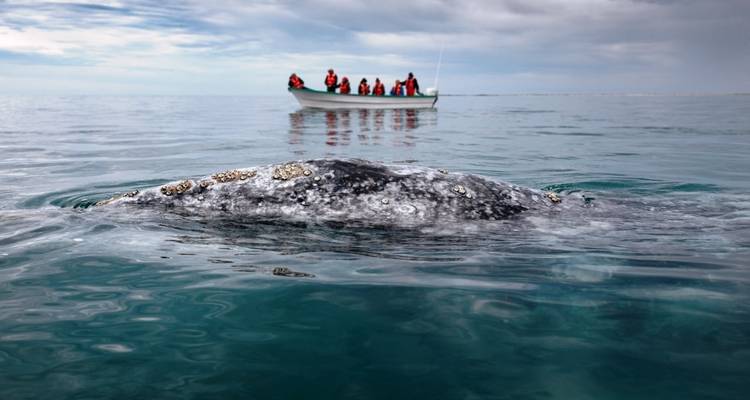 Een walvis die opduikt dicht bij een boot met toeschouwers.