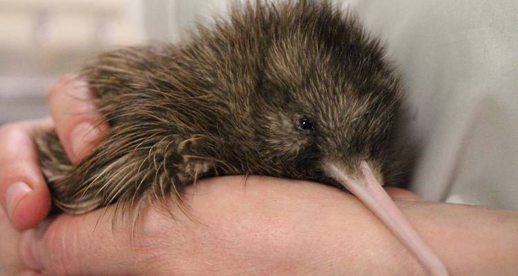 Kiwi bird being held gently by a person.