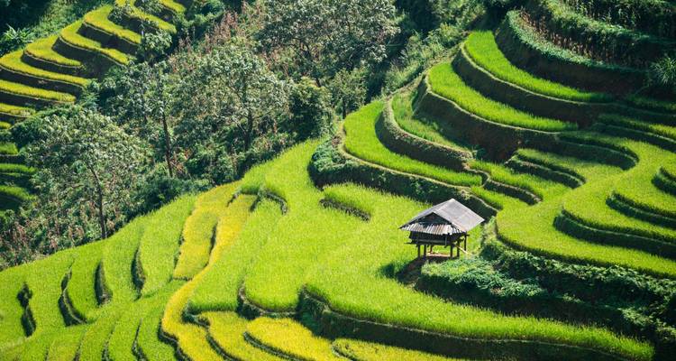Terrassenförmige Reisfelder im Sonnenlicht.