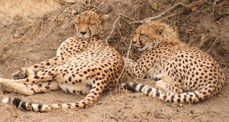 The Southern Safari - Absolute Africa 10