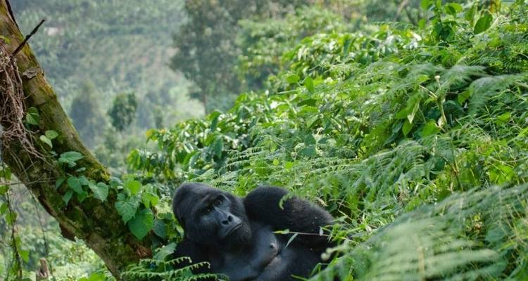 3 Days Uganda Gorilla Trekking- Luxury Option - Classic Journeys Africa Ltd 1