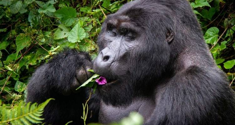 3 Days Uganda Gorilla Trekking- Luxury Option - Classic Journeys Africa Ltd 4