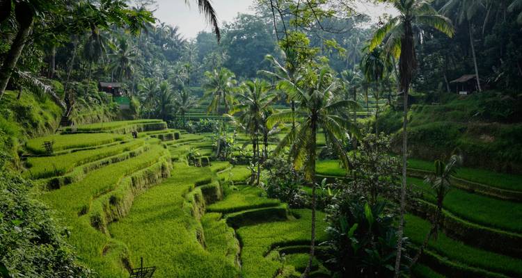 9 Días Bangkok, Pattaya y la Isla de Bali - Intertrips 9