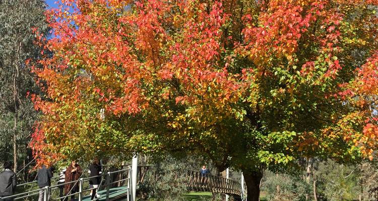 Tour de Beechworth to Bright -  Easter Weekend Guided tour - Tour de Vines 6
