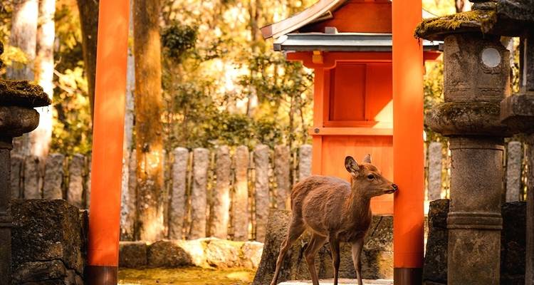 【Japan】11 jours de luxe à Osaka, Kyoto, Nara et sur l'île d'Awaji avec un cours de golf - Delightful Travel 3