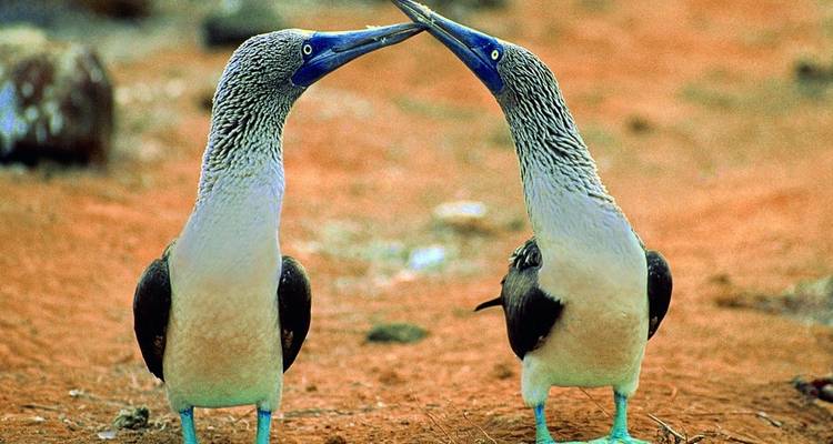 Höhepunkte Ecuadors & Galapagos - Oasis Travel 1