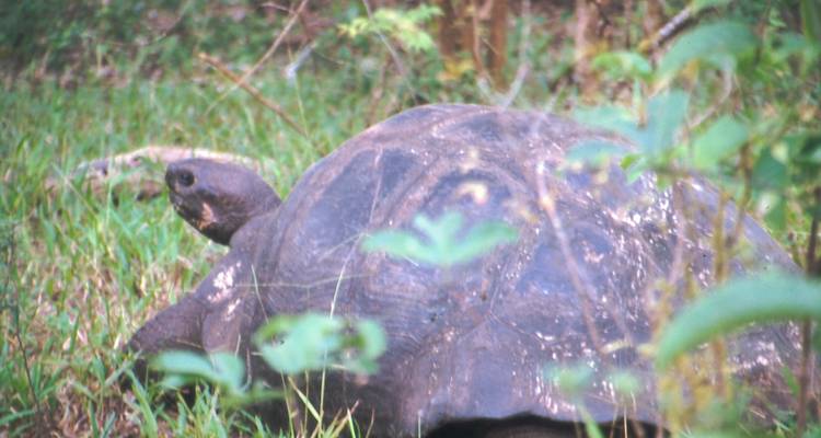 Höhepunkte Ecuadors & Galapagos - Oasis Travel 7