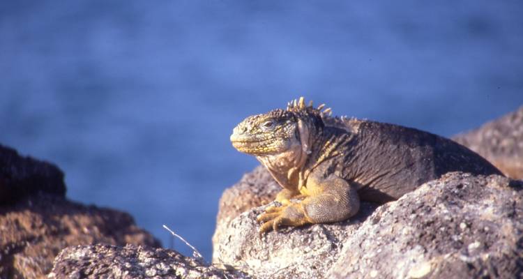 Höhepunkte Ecuadors & Galapagos - Oasis Travel 8
