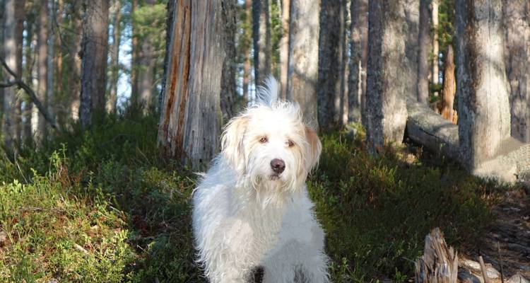 Circuit nature et randonnée dans les parcs nationaux de Deepland en Finlande - Aksyt Ammat Ltd 9