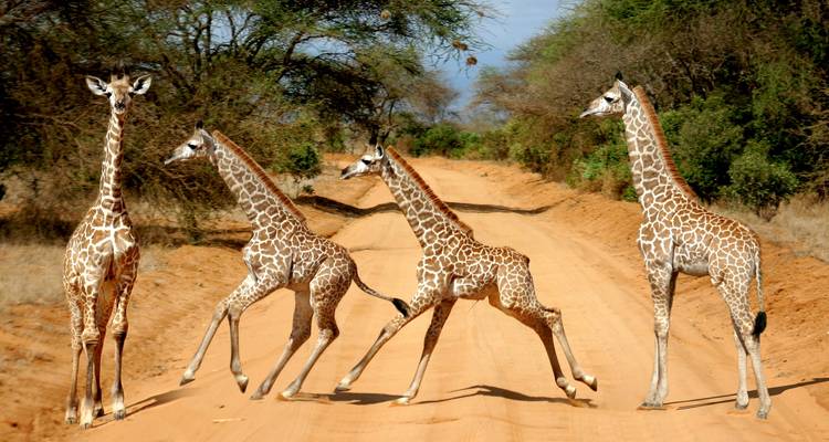 Pintoresco safari por Kenia, viaje privado - Prime Safaris 6