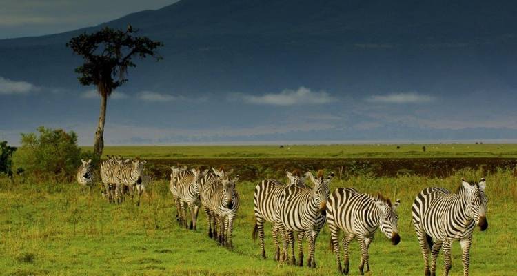 Safari Simba, Wellworth Lodges - Prime Safaris 5