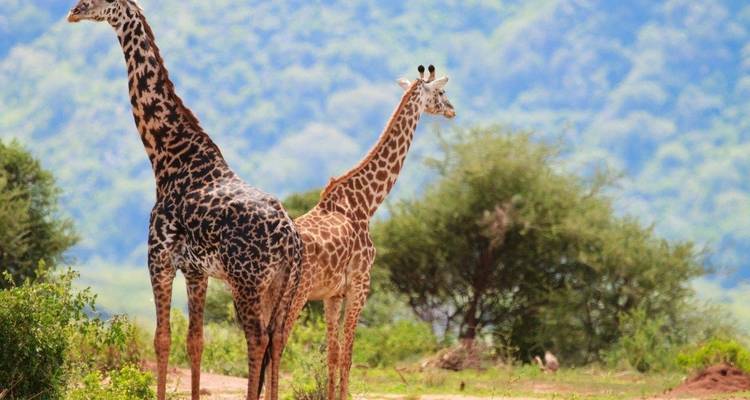 Safari Simba, Wellworth Lodges - Prime Safaris 1