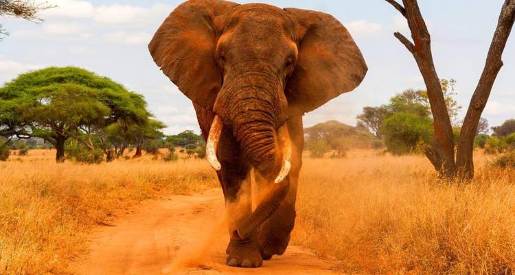 Safari Simba, Wellworth Lodges - Prime Safaris 4