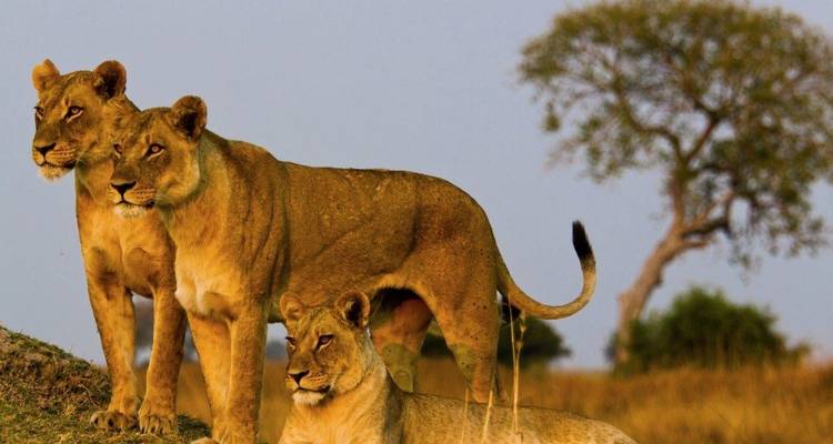 Safari Simba, Wellworth Lodges - Prime Safaris 6