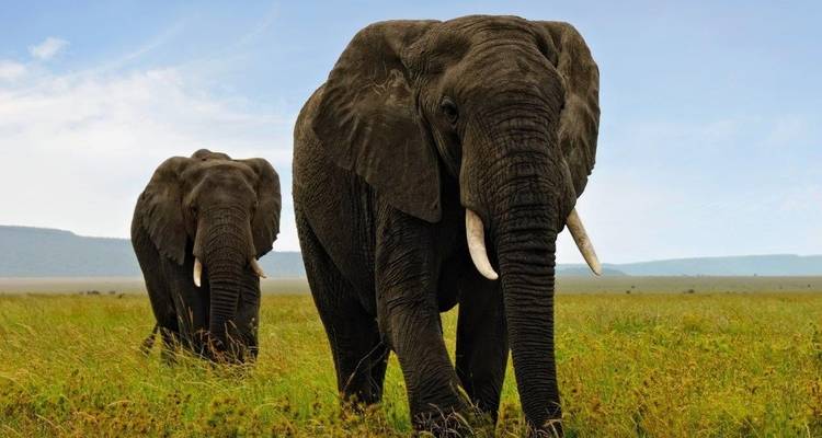 Highlights of Tanzania (On Request) - Prime Safaris 2