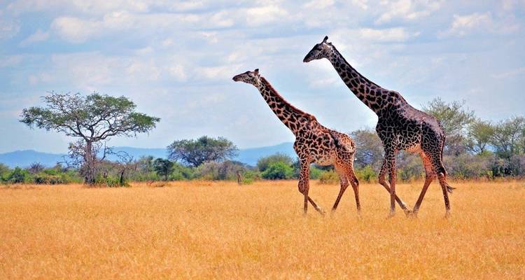 Highlights of Tanzania (On Request) - Prime Safaris 7