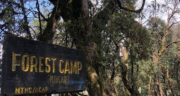 Panneau indiquant « Camp Forestier » entouré d'une forêt dense.