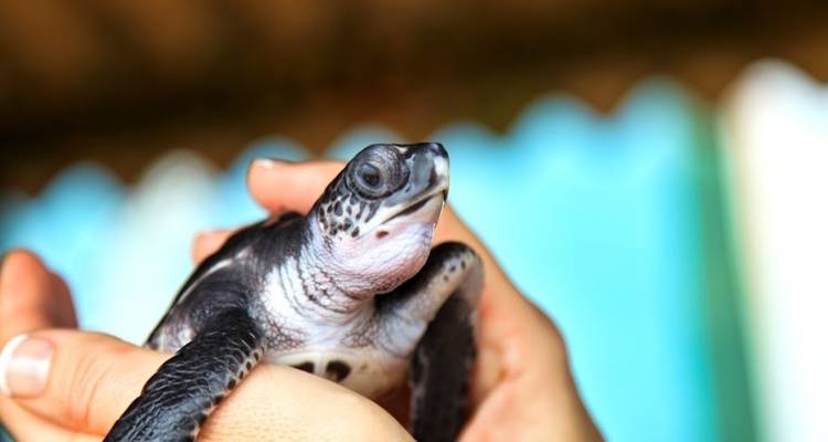 Aventura en el noreste de Sri Lanka con escapada a la playa de Trincomalee - Wanderful Holidays LLC 2