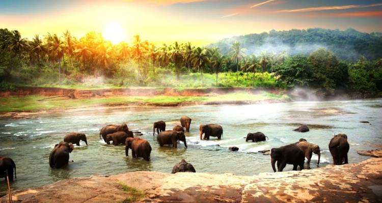 Le riche patrimoine du Sri Lanka, les sentiers du thé, les trains panoramiques, la faune et les plages avec repas. - Wanderful Holidays LLC 10