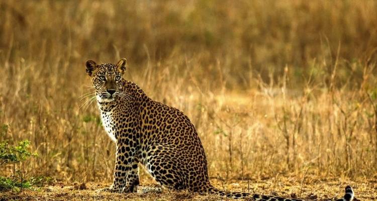 Le riche patrimoine du Sri Lanka, les sentiers du thé, les trains panoramiques, la faune et les plages avec repas. - Wanderful Holidays LLC 8
