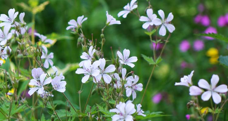 Semana de la naturaleza, hierbas y belleza en Carelia del Norte, Finlandia - Aksyt Ammat Ltd 9