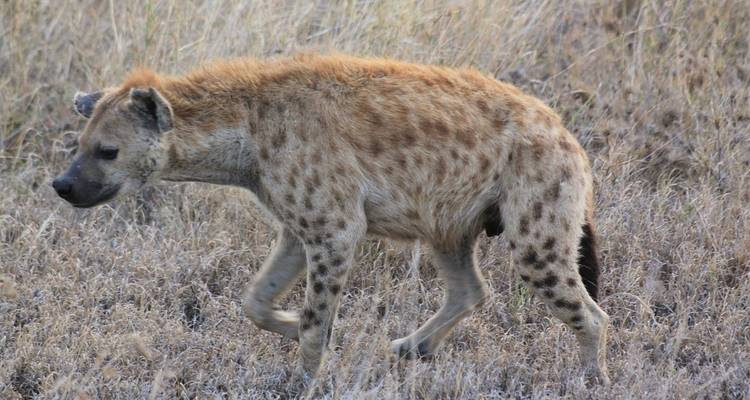10-Day Safari & Cultural Activity in Kilimanjaro Region - Professional Safari Africa 1