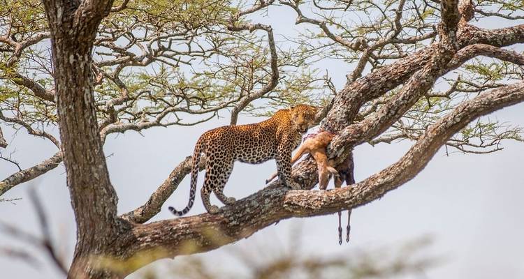 10-Day Safari & Cultural Activity in Kilimanjaro Region - Professional Safari Africa 2