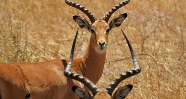10-Day Safari & Cultural Activity in Kilimanjaro Region - Professional Safari Africa 4