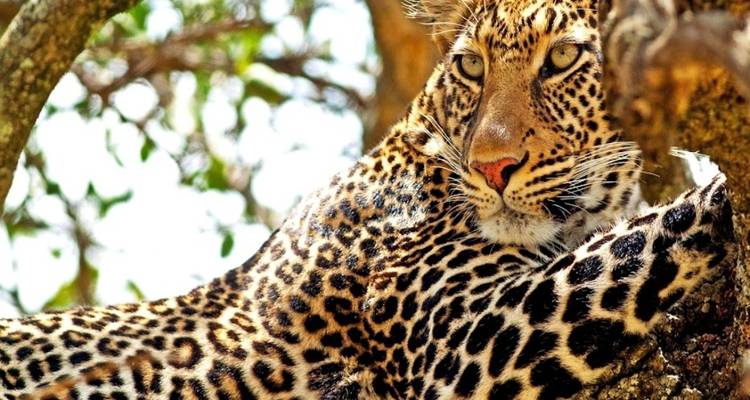 Aventura de 10 días en un safari por Kenia y una tranquila escapada a la playa de Mombasa - Wanderful Holidays LLC 1