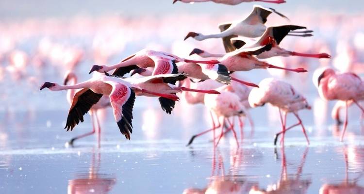 Aventura de 10 días en un safari por Kenia y una tranquila escapada a la playa de Mombasa - Wanderful Holidays LLC 3