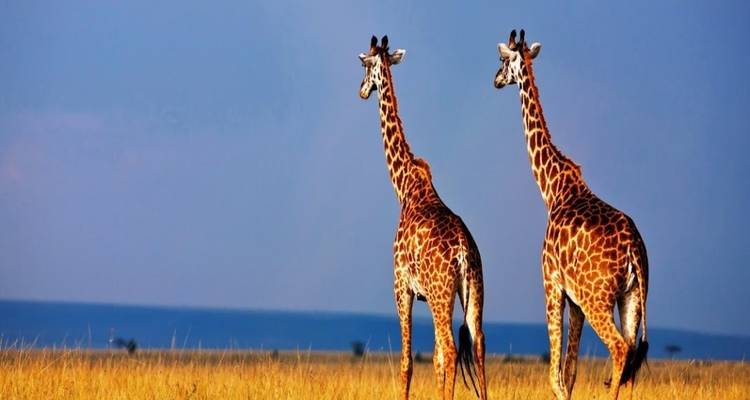 Aventura de 10 días en un safari por Kenia y una tranquila escapada a la playa de Mombasa - Wanderful Holidays LLC 4