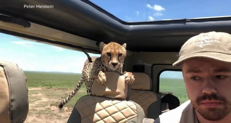 Safari de 8 Días por Amboseli, Lago Nakuru, Naivasha y Masai Mara - Gracepatt Ecotours Kenya 4