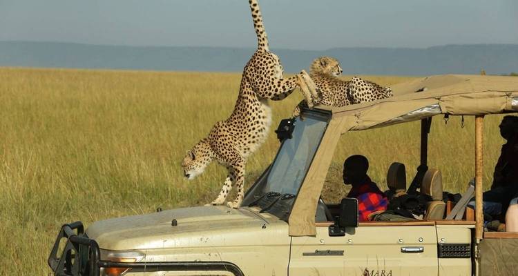 Safari de 8 Días por Amboseli, Lago Nakuru, Naivasha y Masai Mara - Gracepatt Ecotours Kenya 6