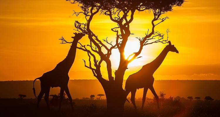 Safari migratorio de 11 días en Tanzania {Parque Nacional del Lago Manyara, Cráter del Ngorongoro, Parque Nacional del Serengeti} - Gracepatt Ecotours Kenya 8