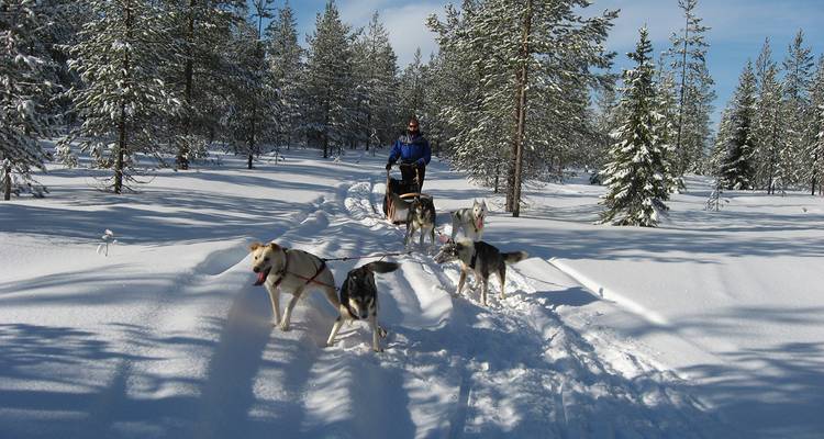 A person dog sledding through a snowy forest landscape.