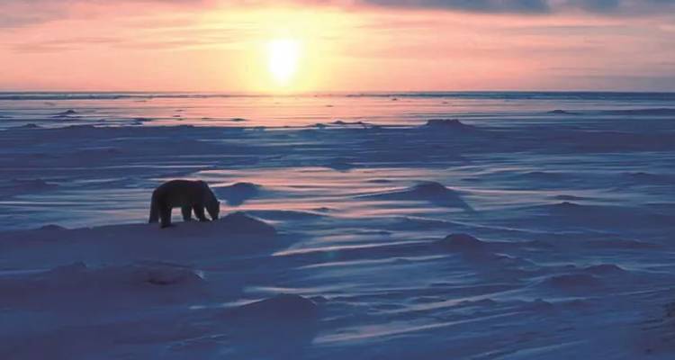 Een eenzame ijsbeer die door een enorm bevroren landschap loopt onder een kleurrijke arctische zonsondergang.