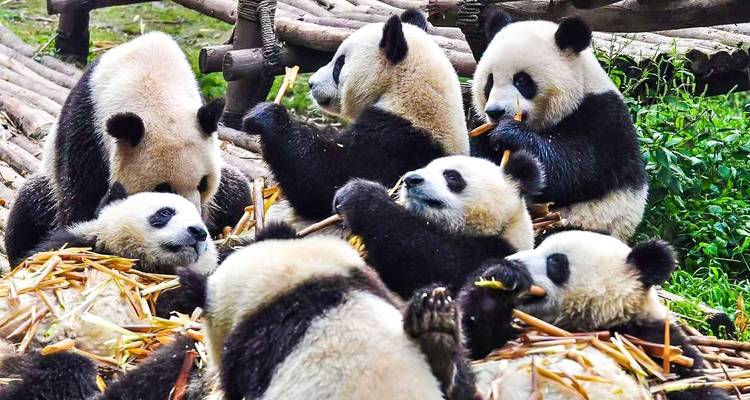 15 jours de vacances classiques en Chine : Hôtels de luxe, sites emblématiques, spectacle de danse et d'acrobatie - TravelChinaGuide 3