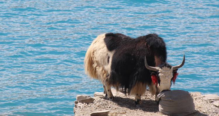 8 jours d'excursion classique au Tibet, de Lhassa à EBC - Joy Travel 8