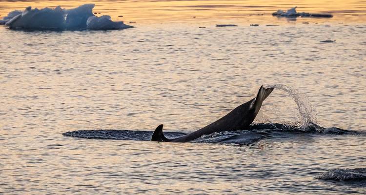 Highlights of the Southern Spring 9D/8N - Albatros Expeditions 7
