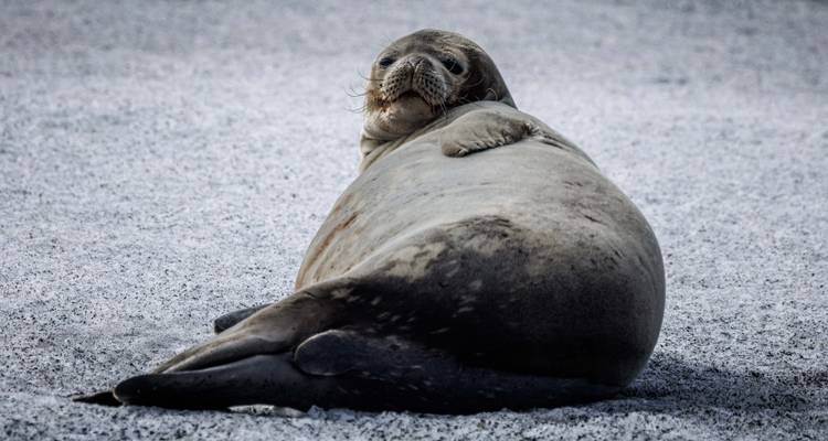 Highlights of the Southern Spring 9D/8N - Albatros Expeditions 9